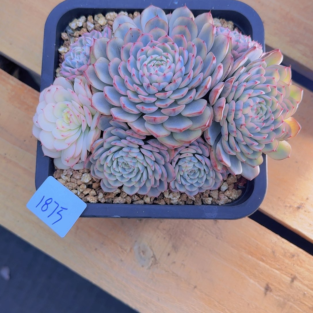 晓****1875吉莲锦多肉植物