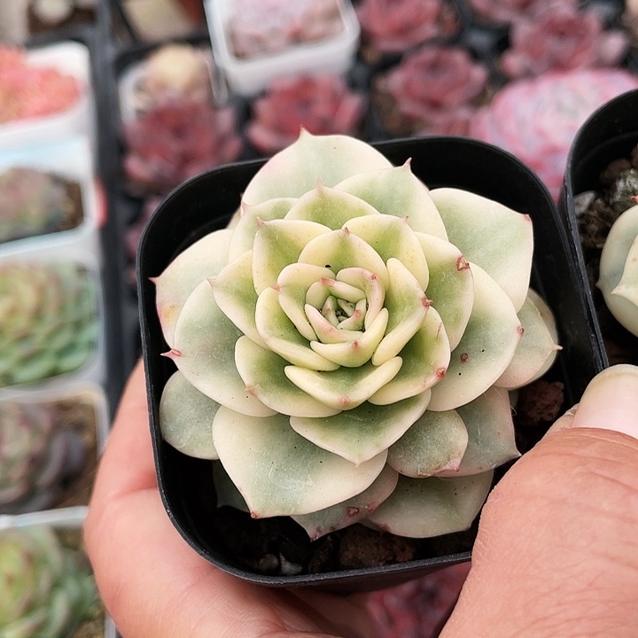 腊牡丹锦腊牡丹锦