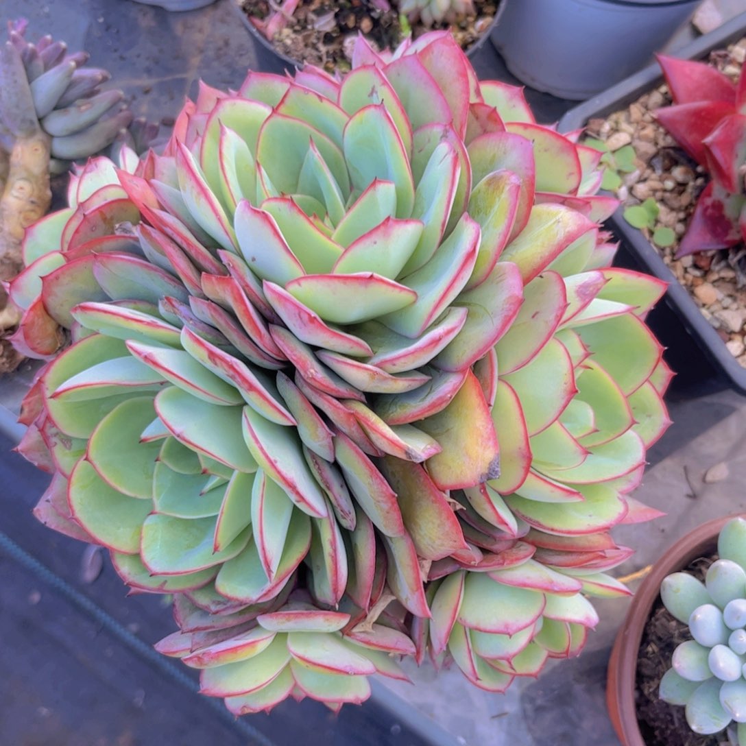 牡丹亭28174多肉植物