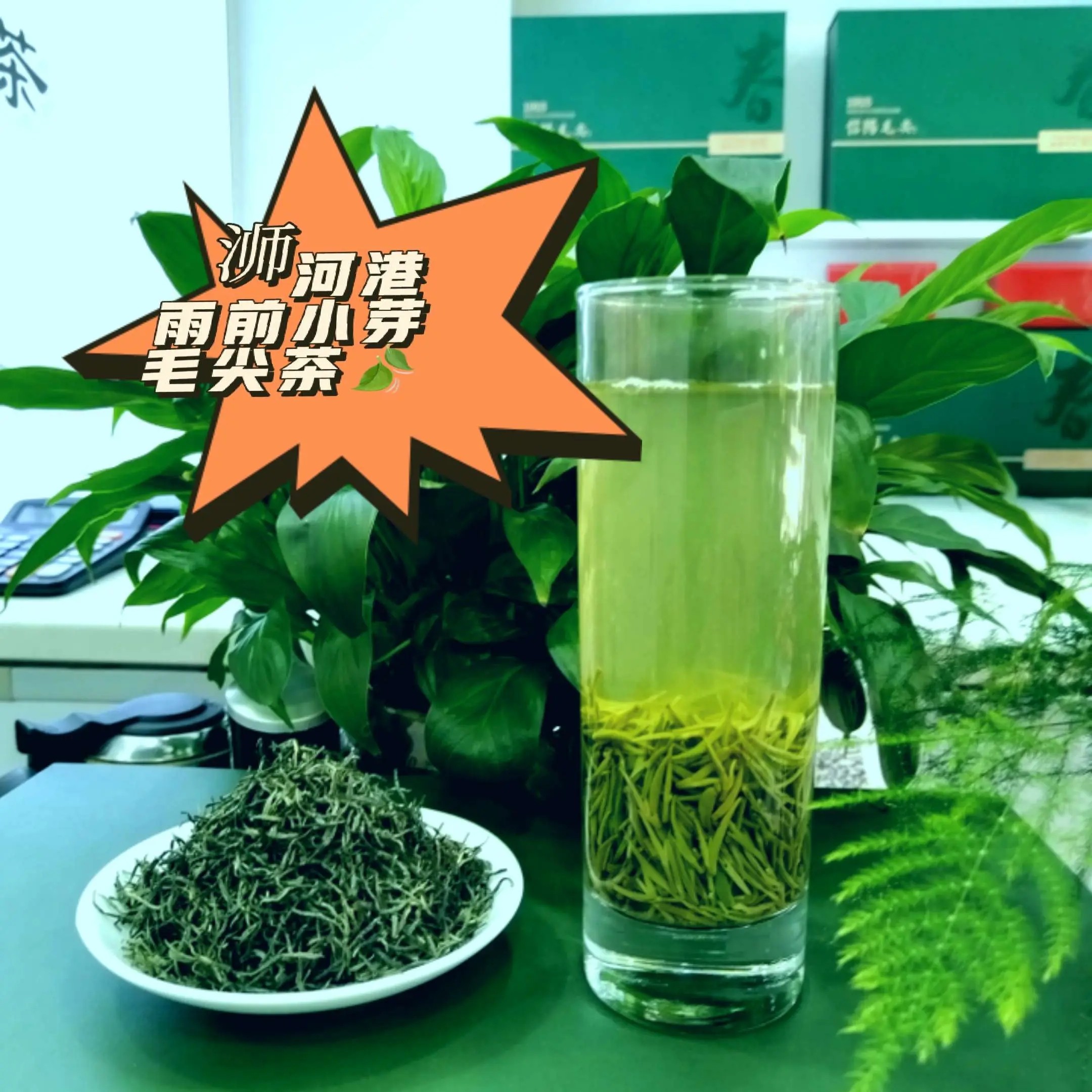 【雨前栗香小芽】信阳正宗浉河港高山毛尖茶栗香醇厚甘甜鲜爽毛尖茶