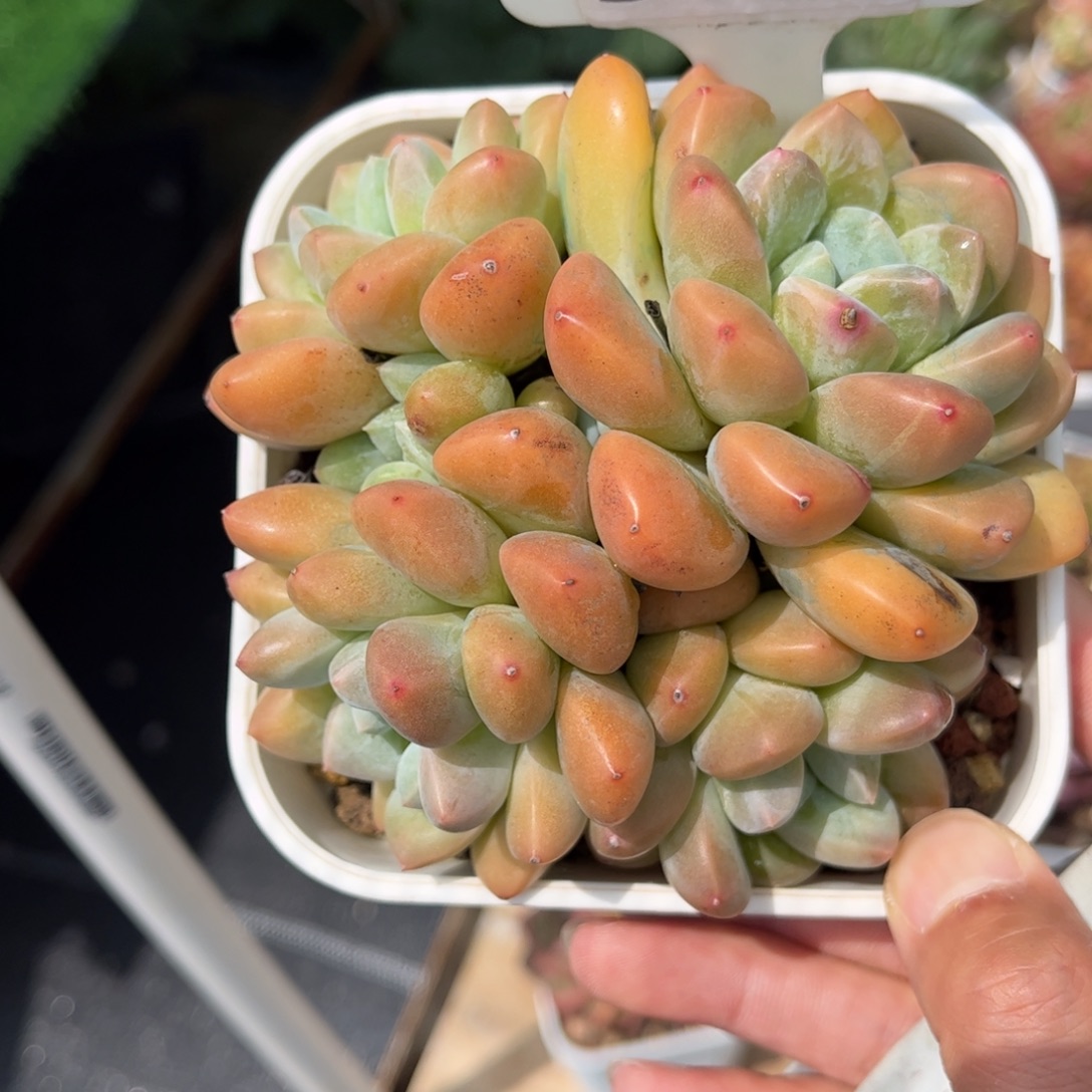 多肉植物3251 一定要拍冷链哦！
