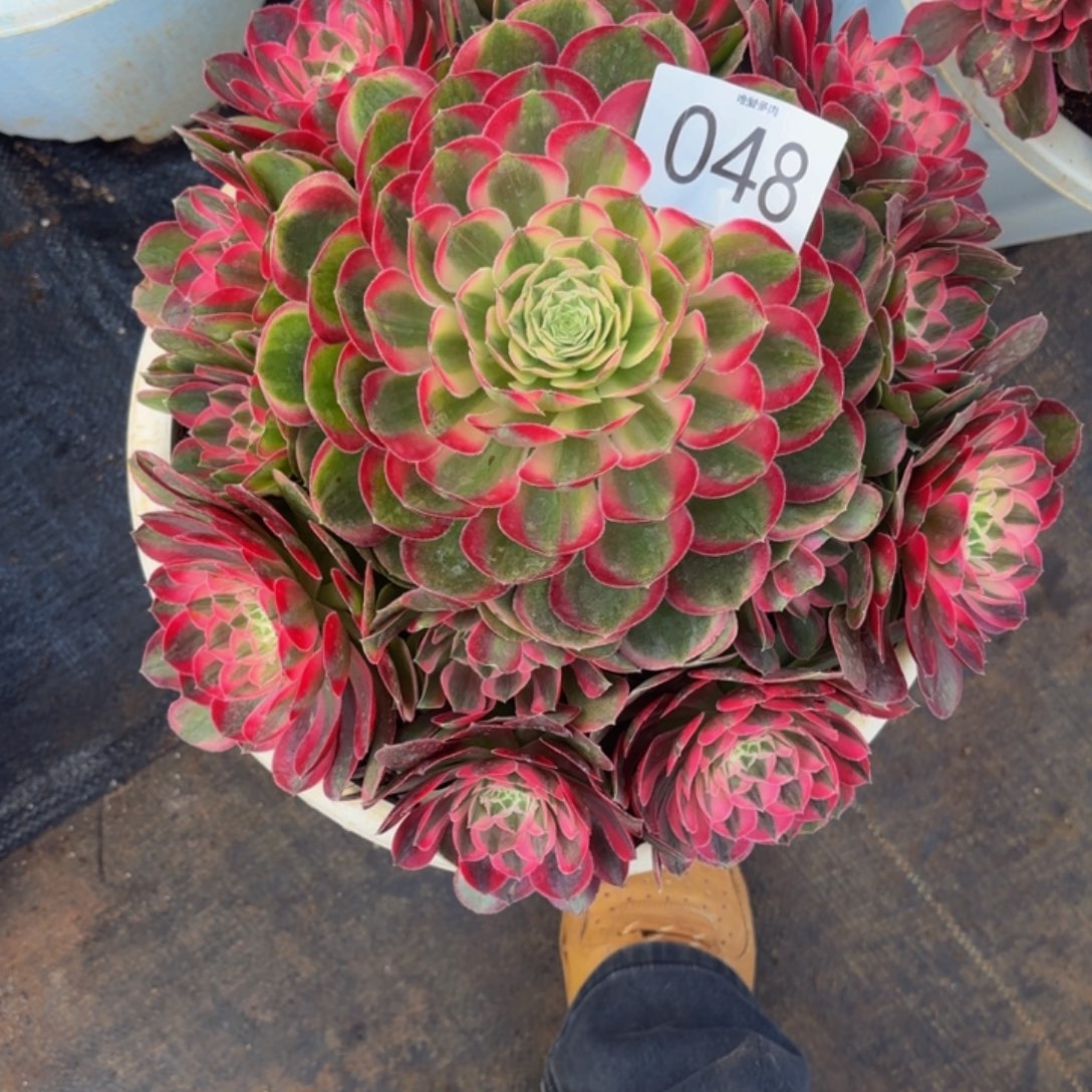 哈哈多肉葡萄孔雀翎048