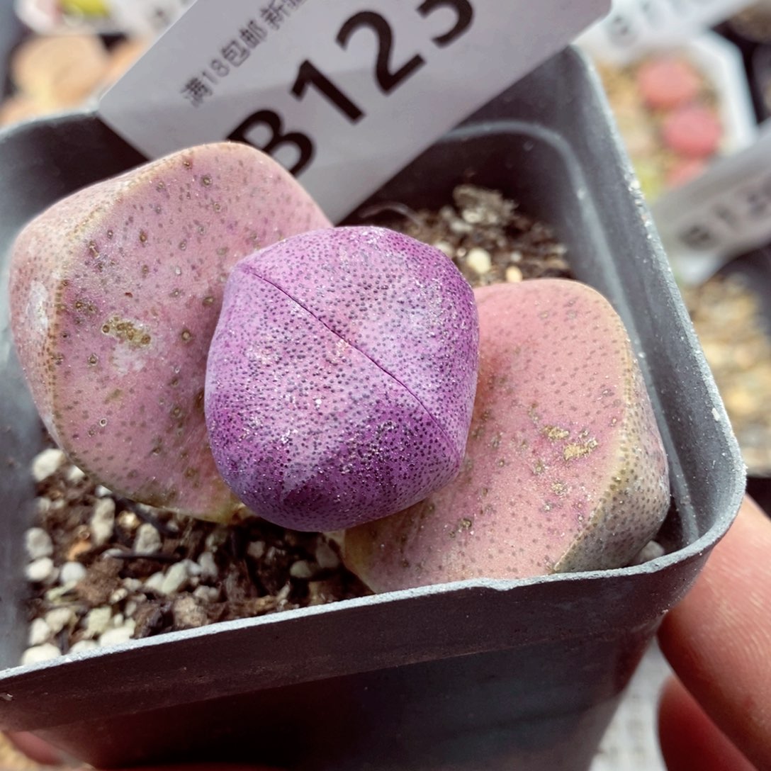 我的小姐姐们都是我123