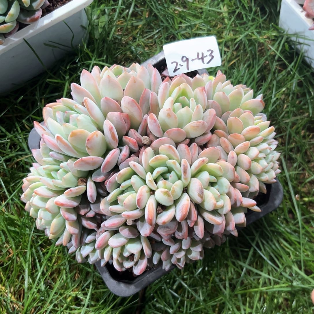 2.9-43全明星大群带缀多肉