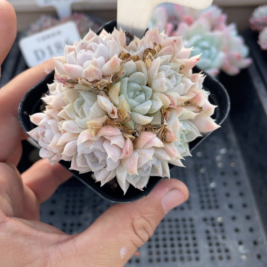 0539白月影不带盆7厘米