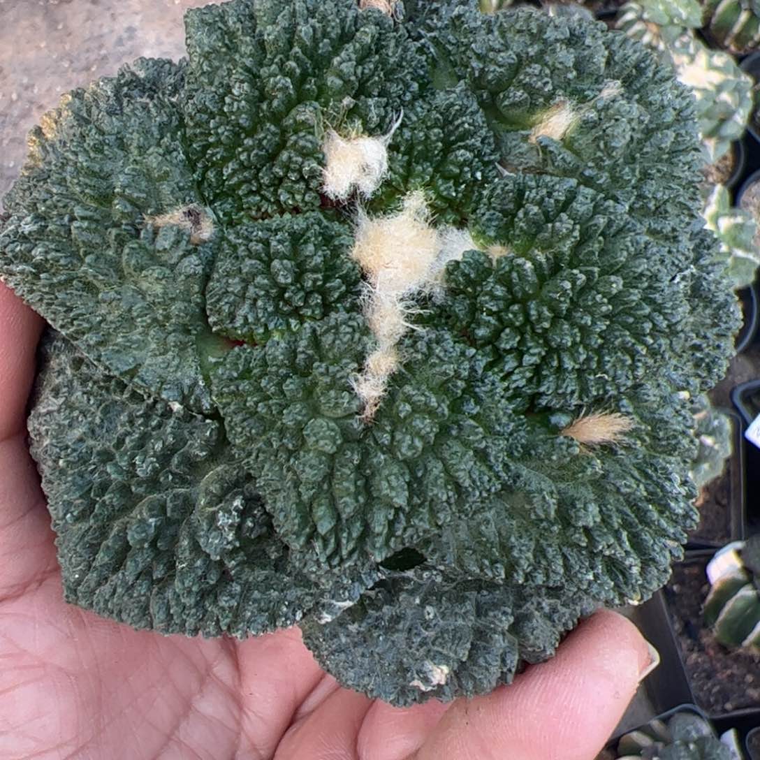 哥斯拉牡丹仙人球404