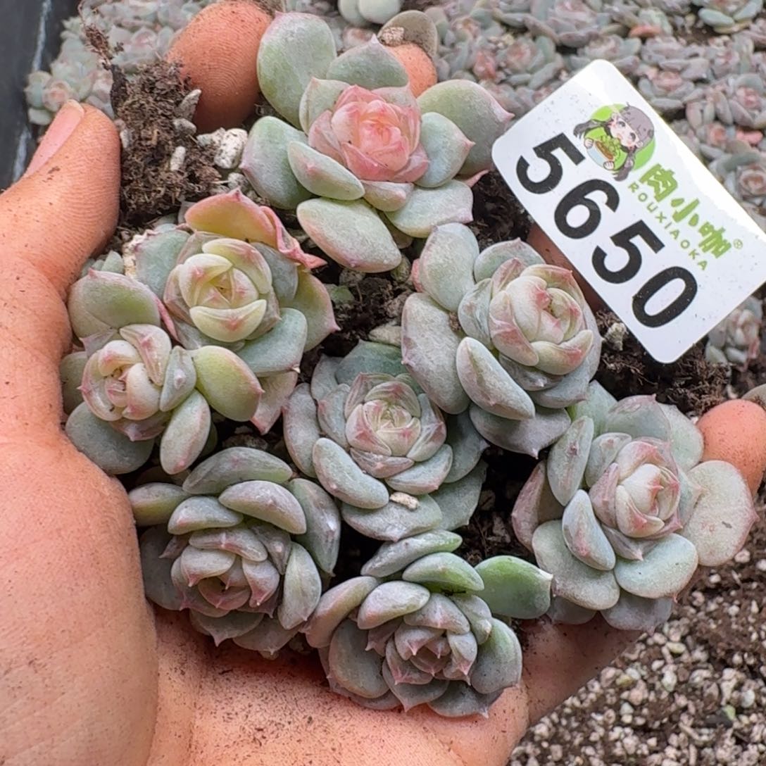 多肉植物多肉植物