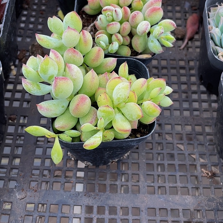 达磨福娘带盆土发