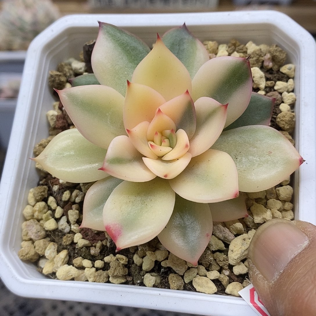 03126 东云斯特拉花脸锦