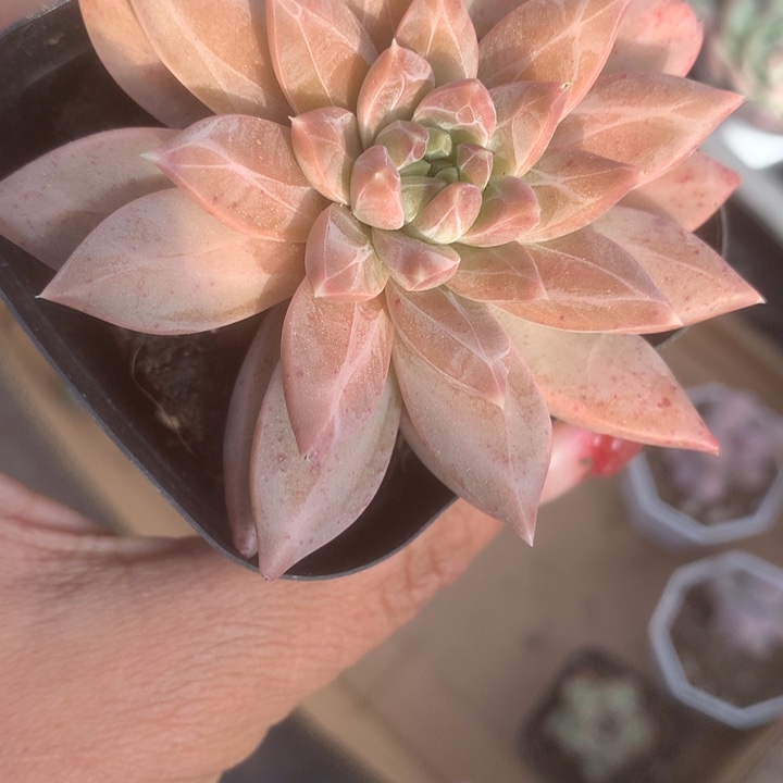 青提美人。（满9.99包邮不满9.99发空盆）