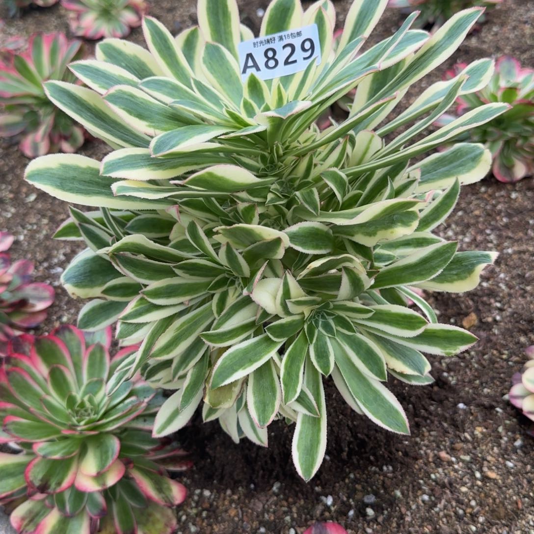 829白兰地。多肉植物