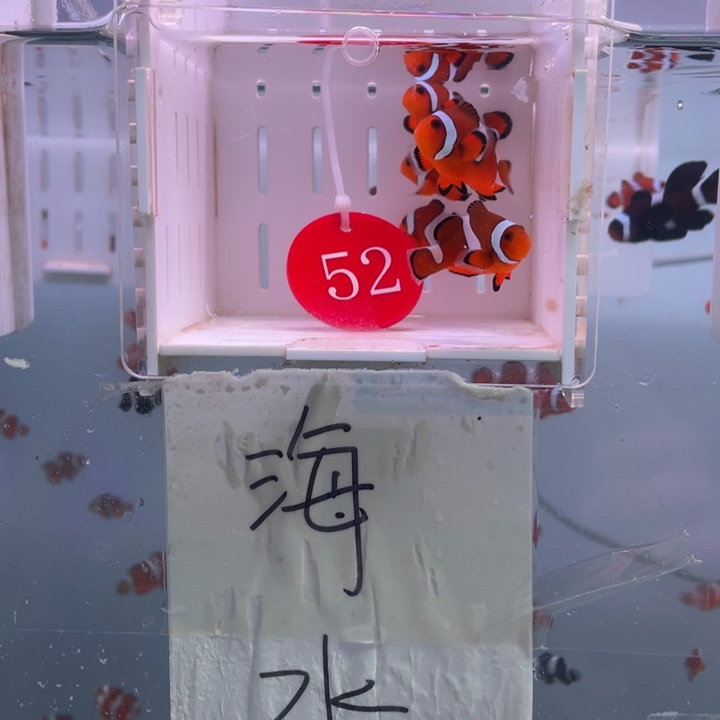 海水鱼瑕疵公子5条3.5-4