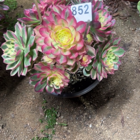 852玉资多肉植物花盆