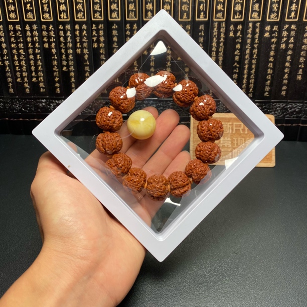 新品，龙爪梅花菩提（3号）