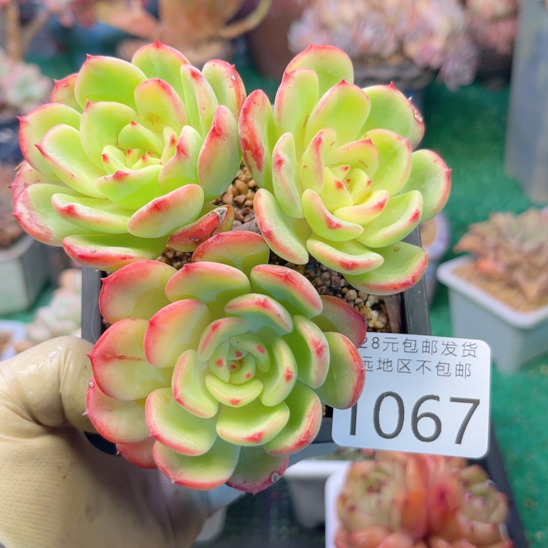 大1067:？x b x h ch b b b