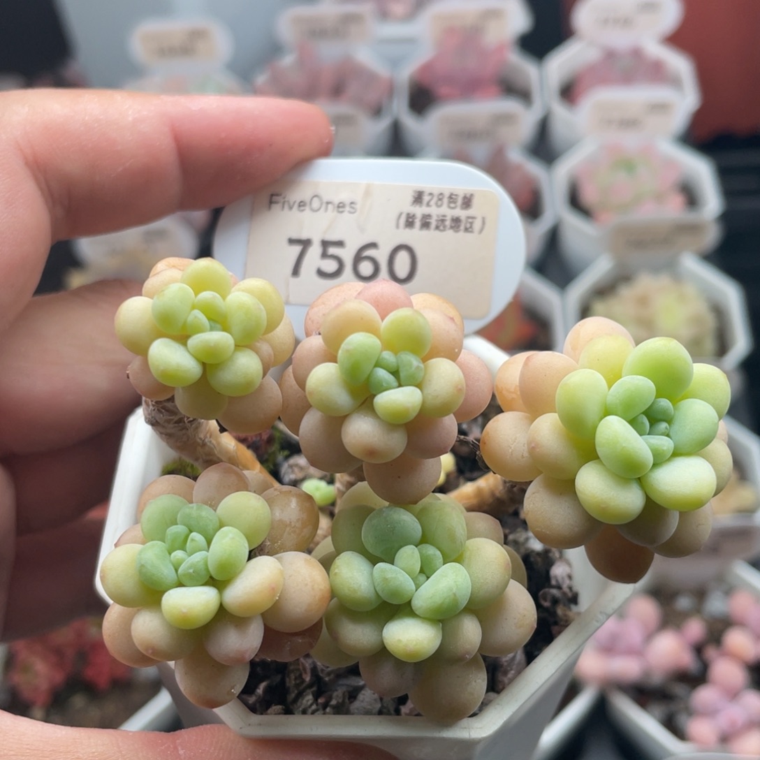 鱼子酱7560-7厘米