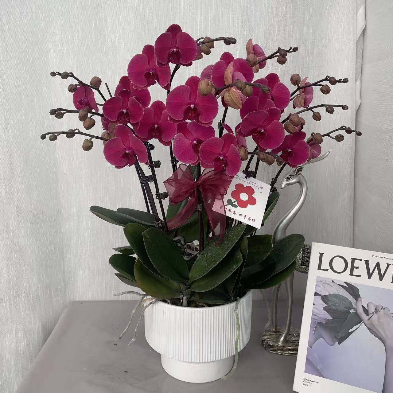 《红酒》3.0寸杯精品蝴蝶兰 酒红色系 花色娇艳 室内花卉