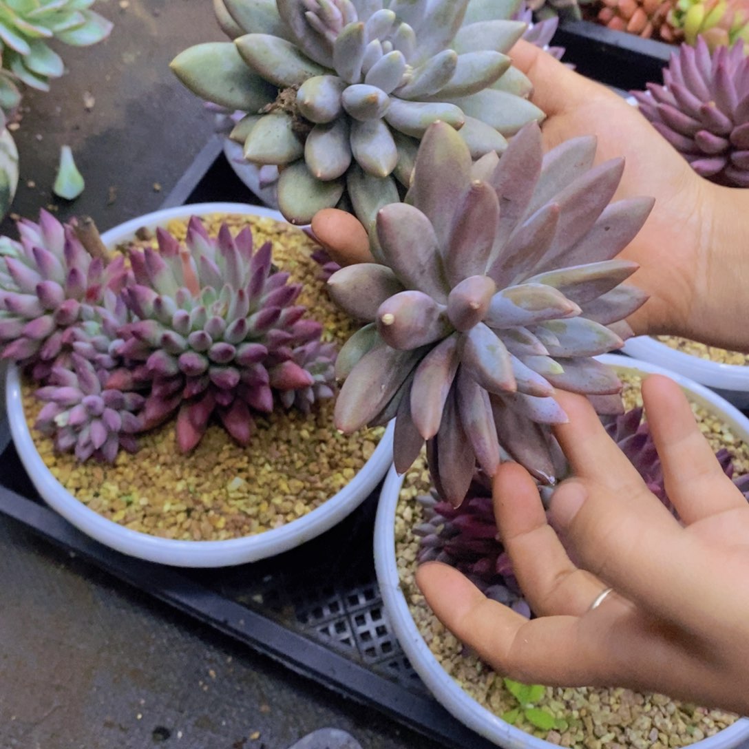 多肉植物多肉植物