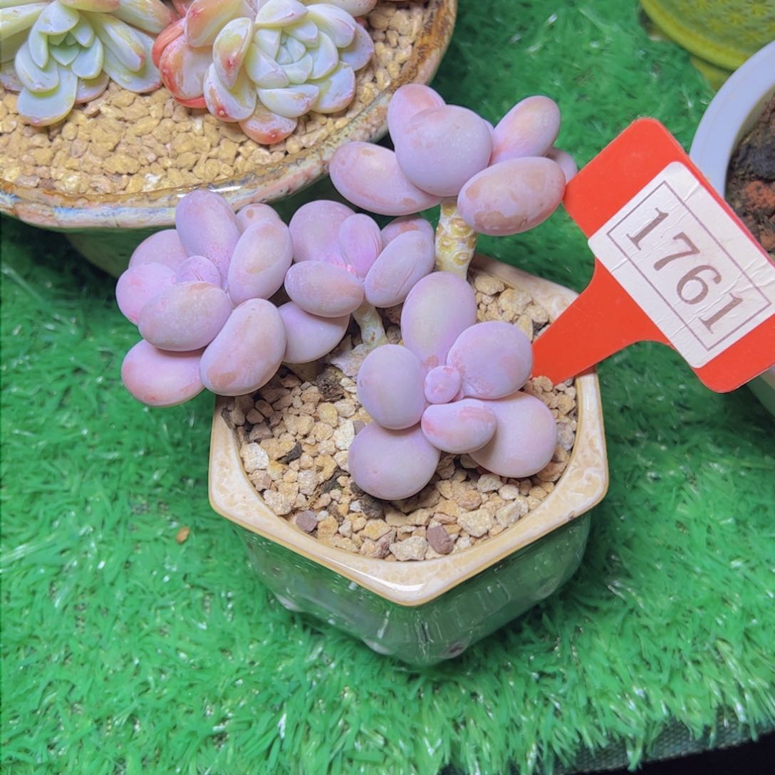 肇*原始奶酪1761多肉植物带土球