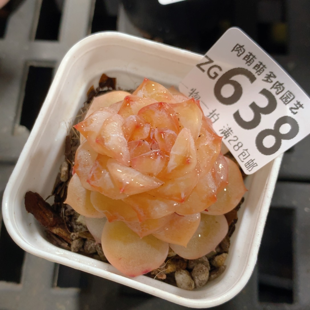 5CM拇指盆精控多肉ZG638