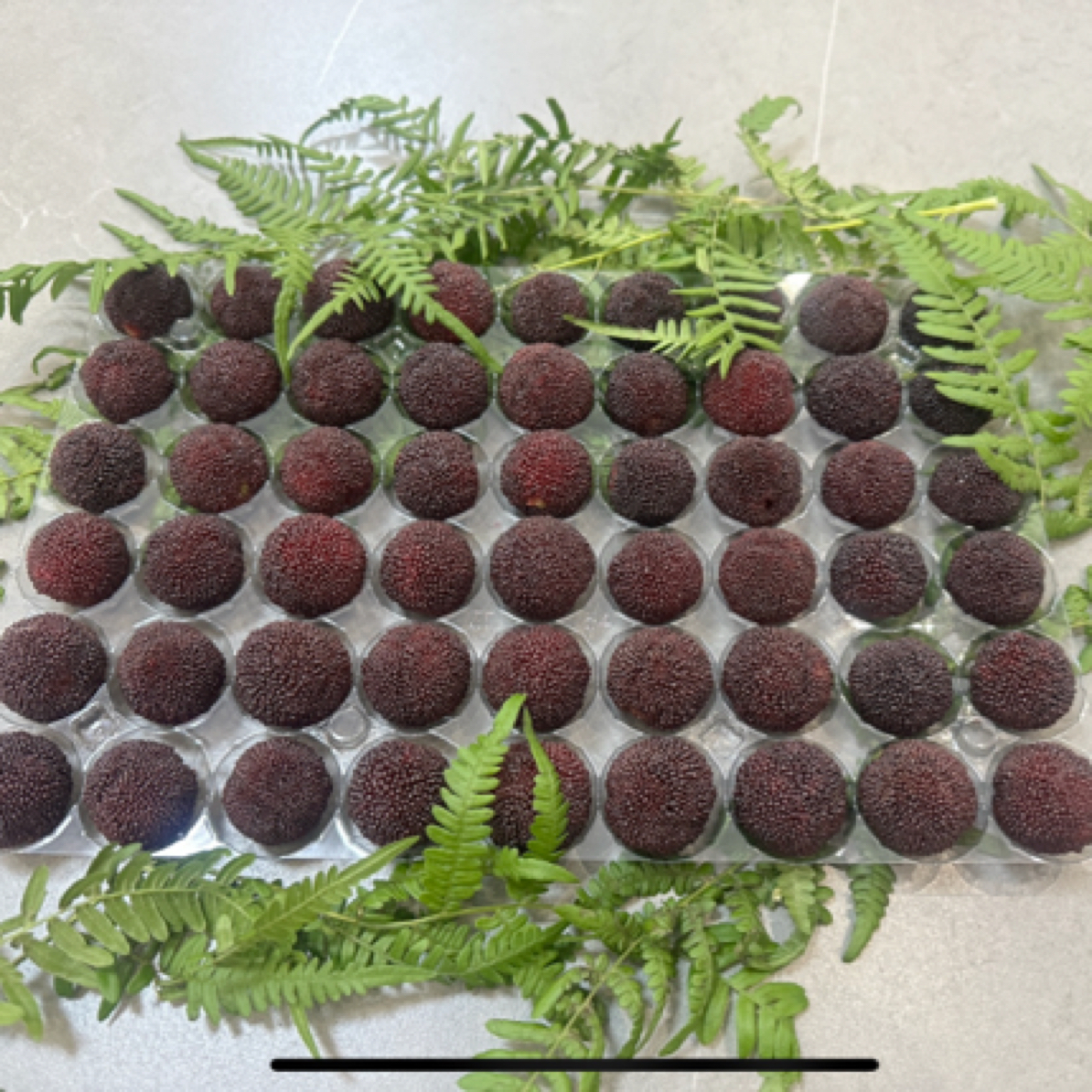 浙江余姚三七市新鲜现摘 快递改价链接