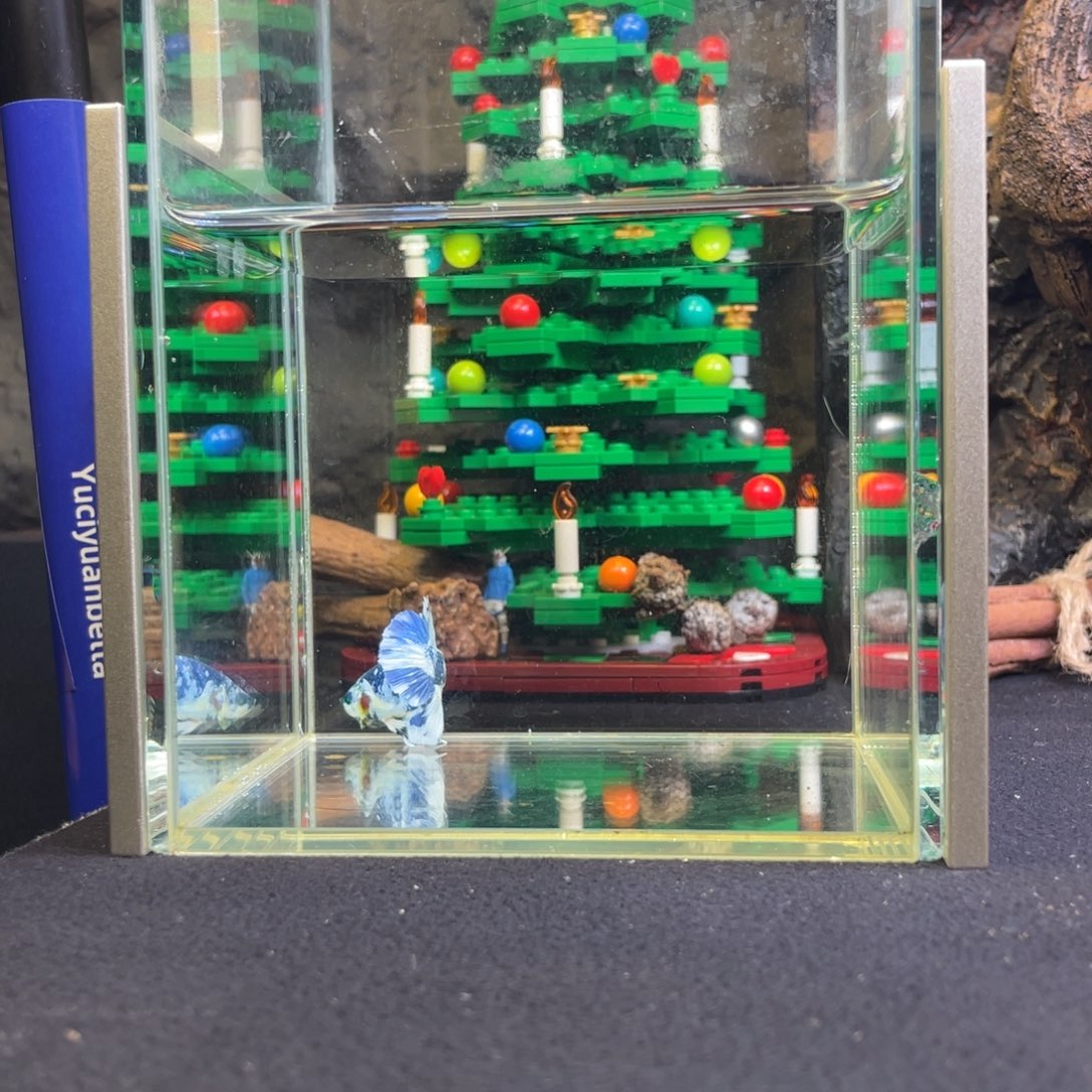 斗鱼十二月十七日竞价