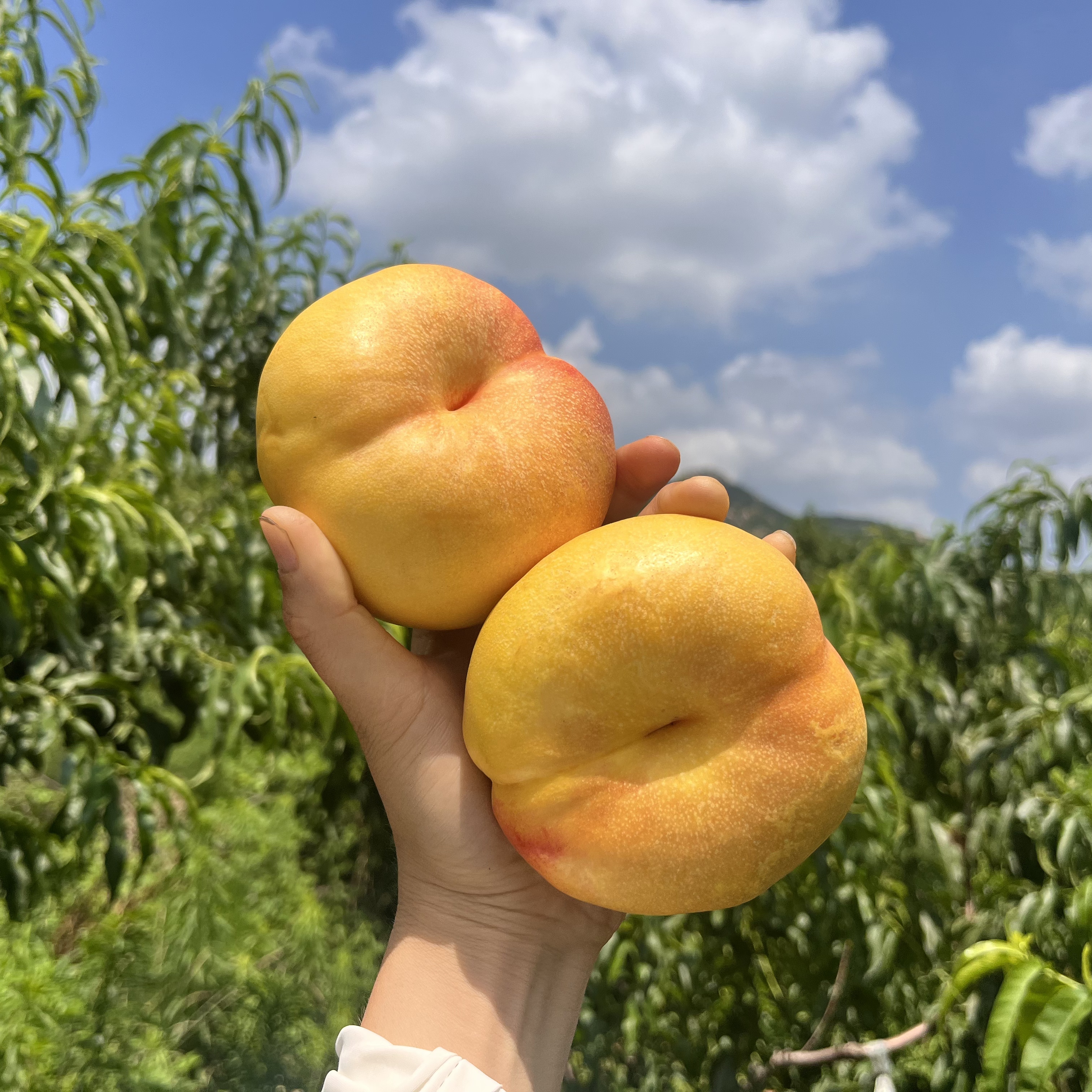 彩虹蟠桃油盘桃油桃甜桃沂蒙山上的大桃子