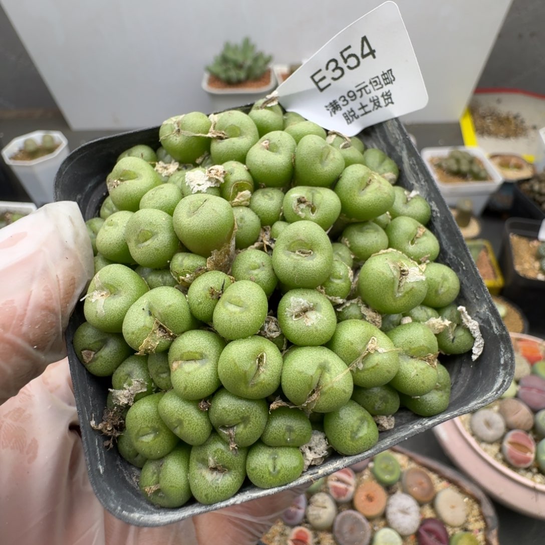 354哈哈哈哈哈哈哈哈哈
