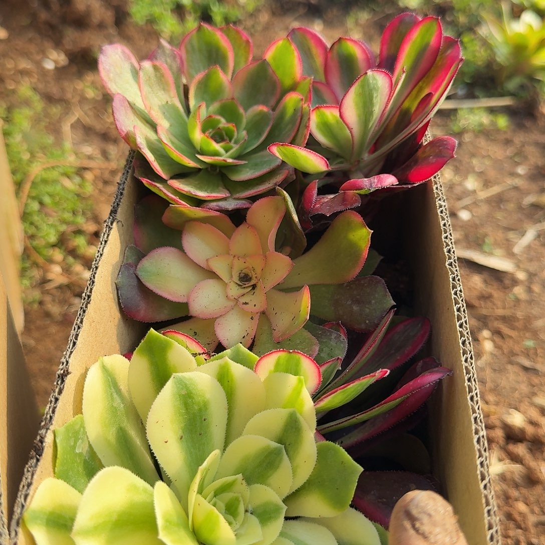 满满一箱子打底11棵包邮