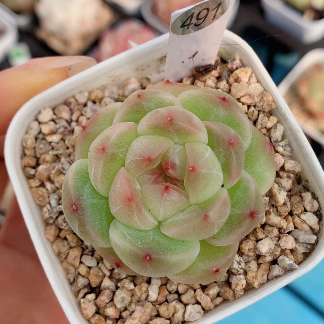 珍妮58包邮  群生不包整491