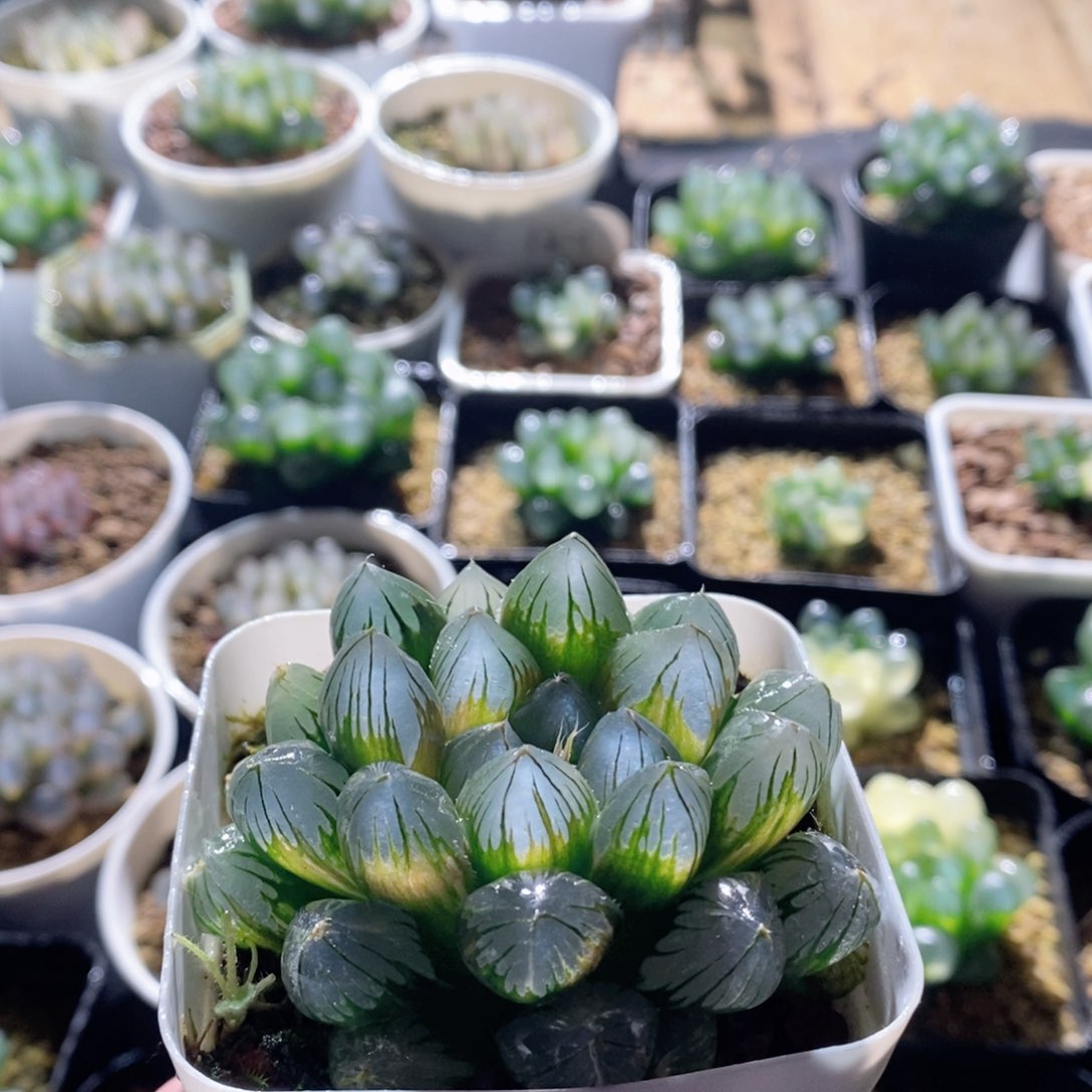 龙爪玉露锦多肉植物