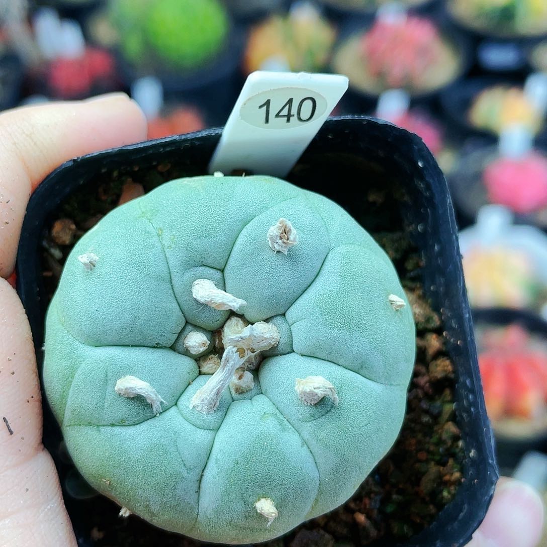 非偏远地区满25包邮发货仙人球