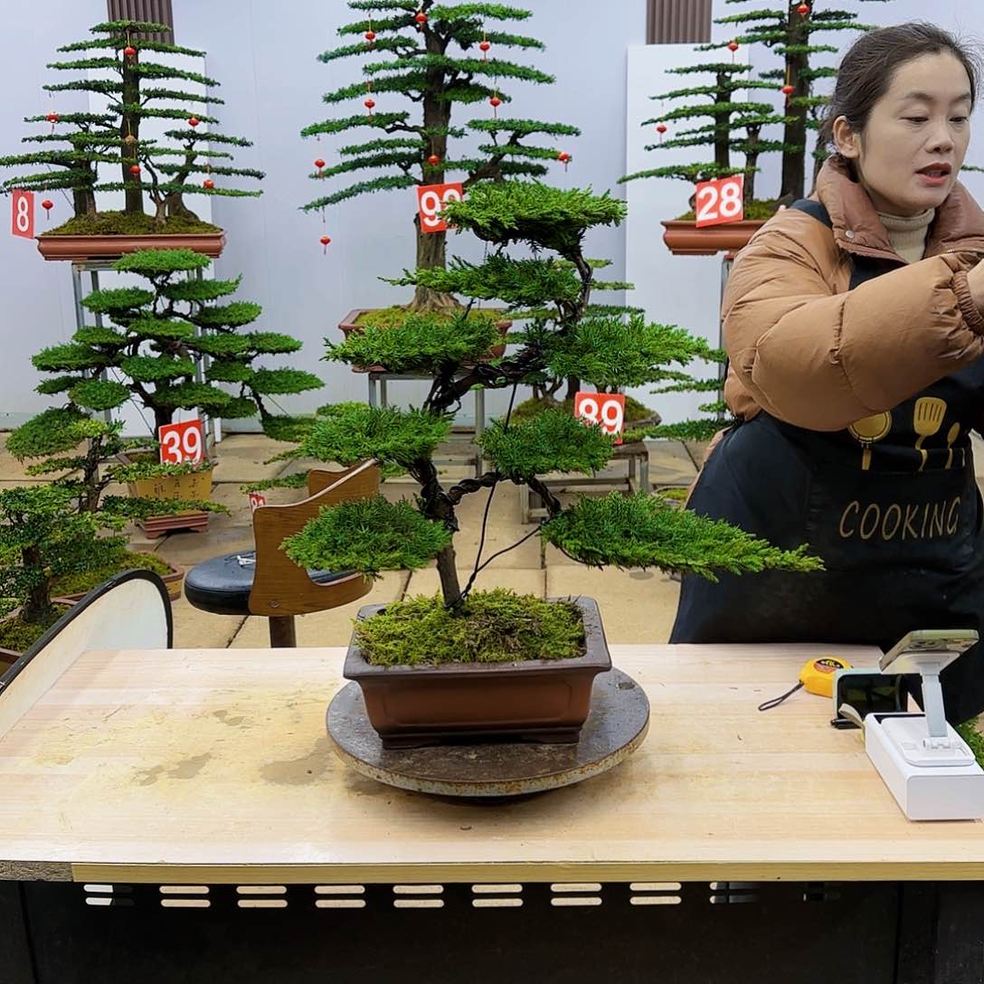 盆景直播间一物一拍