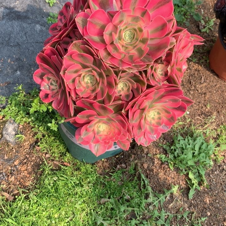 183粉女巫多肉植物