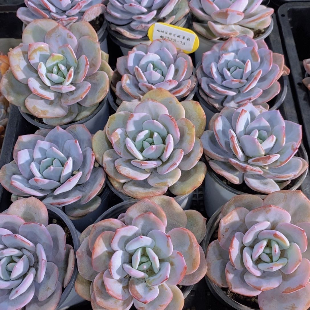 1123-13-精品母本老桩韩版奶茶单头一个