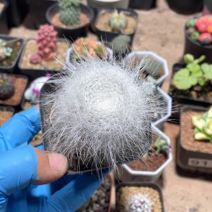 918雪猿玉翁仙人球