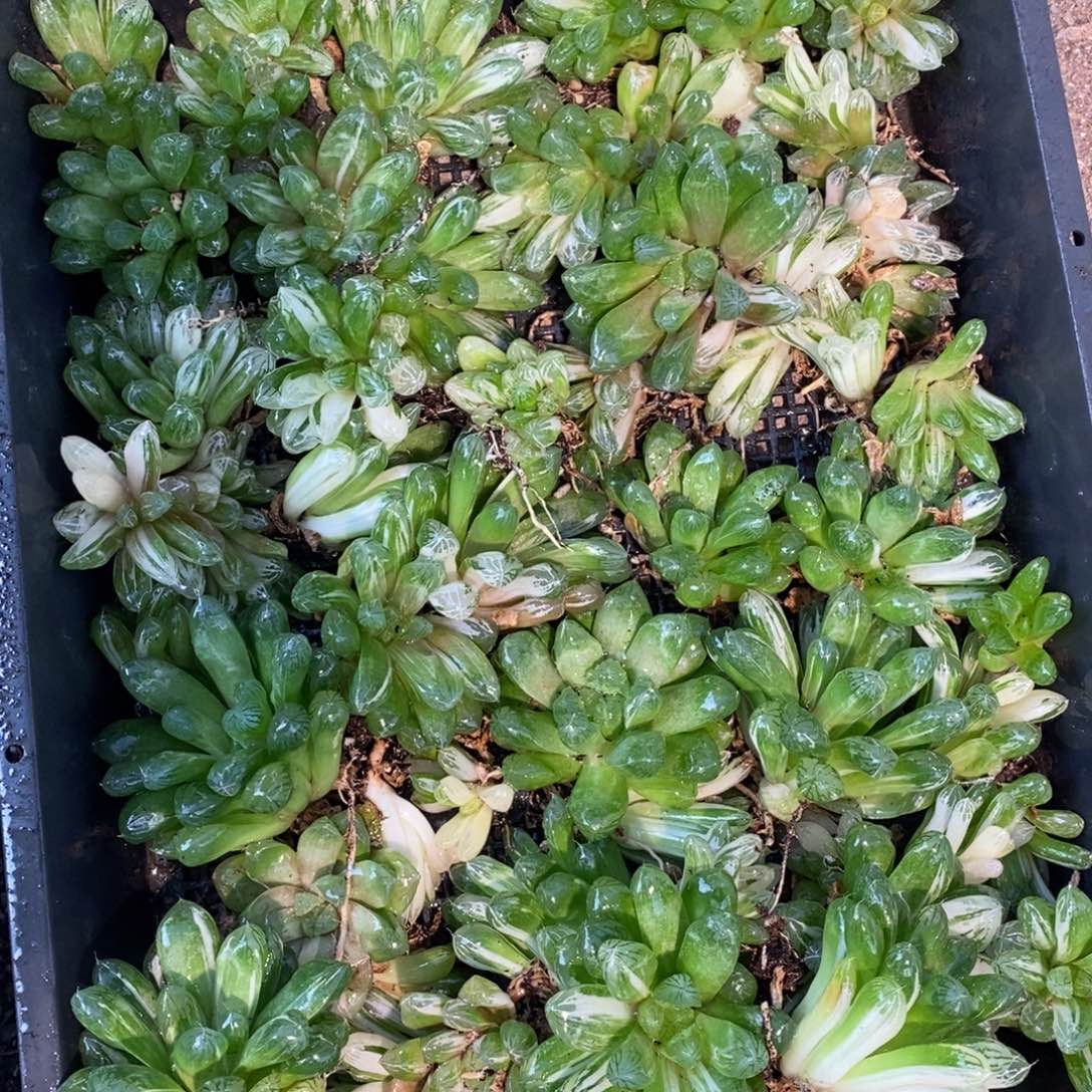 1224 一颗实生苏皇玉露锦 双11整点福利