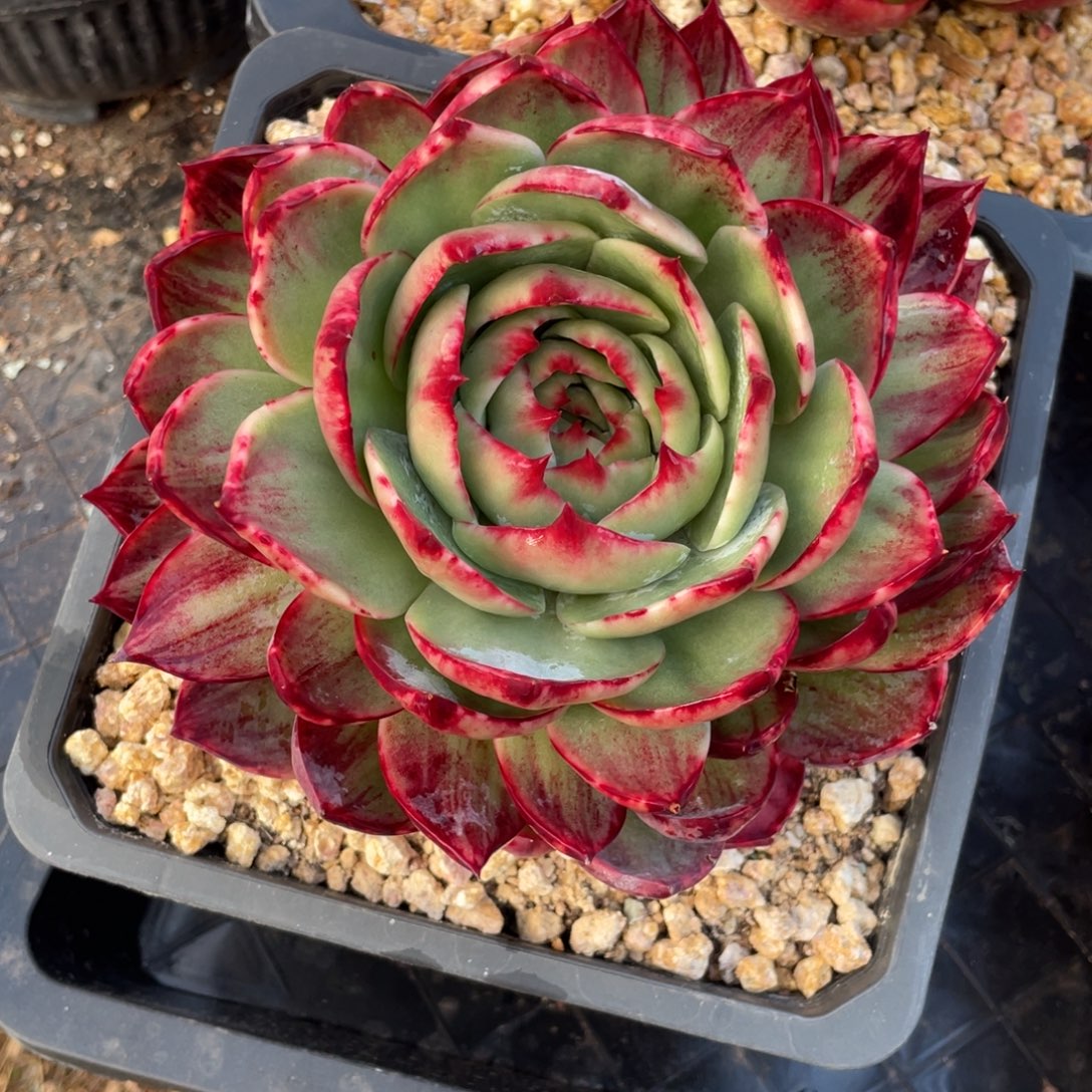 冠服16左右惊鸿仙子