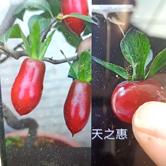 无花朵紫气东来加天之惠