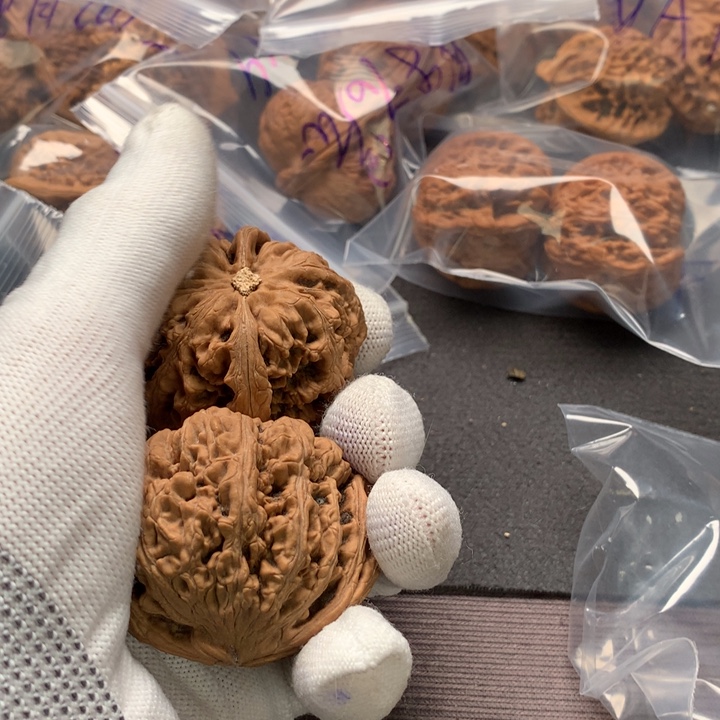 核桃手串/手链曾**帅大粗筋