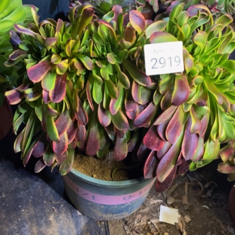 欧嘉丽多肉植物2919