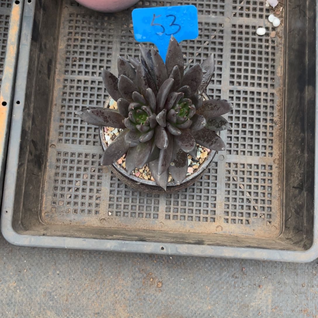 减*0053黑色骑士