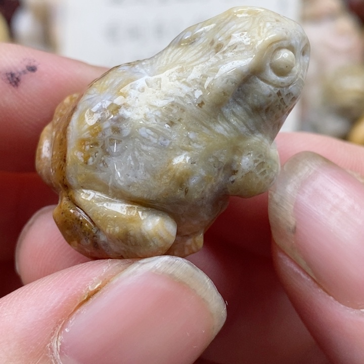 颈饰未镶嵌硅化珊瑚（珊瑚玉）没打孔