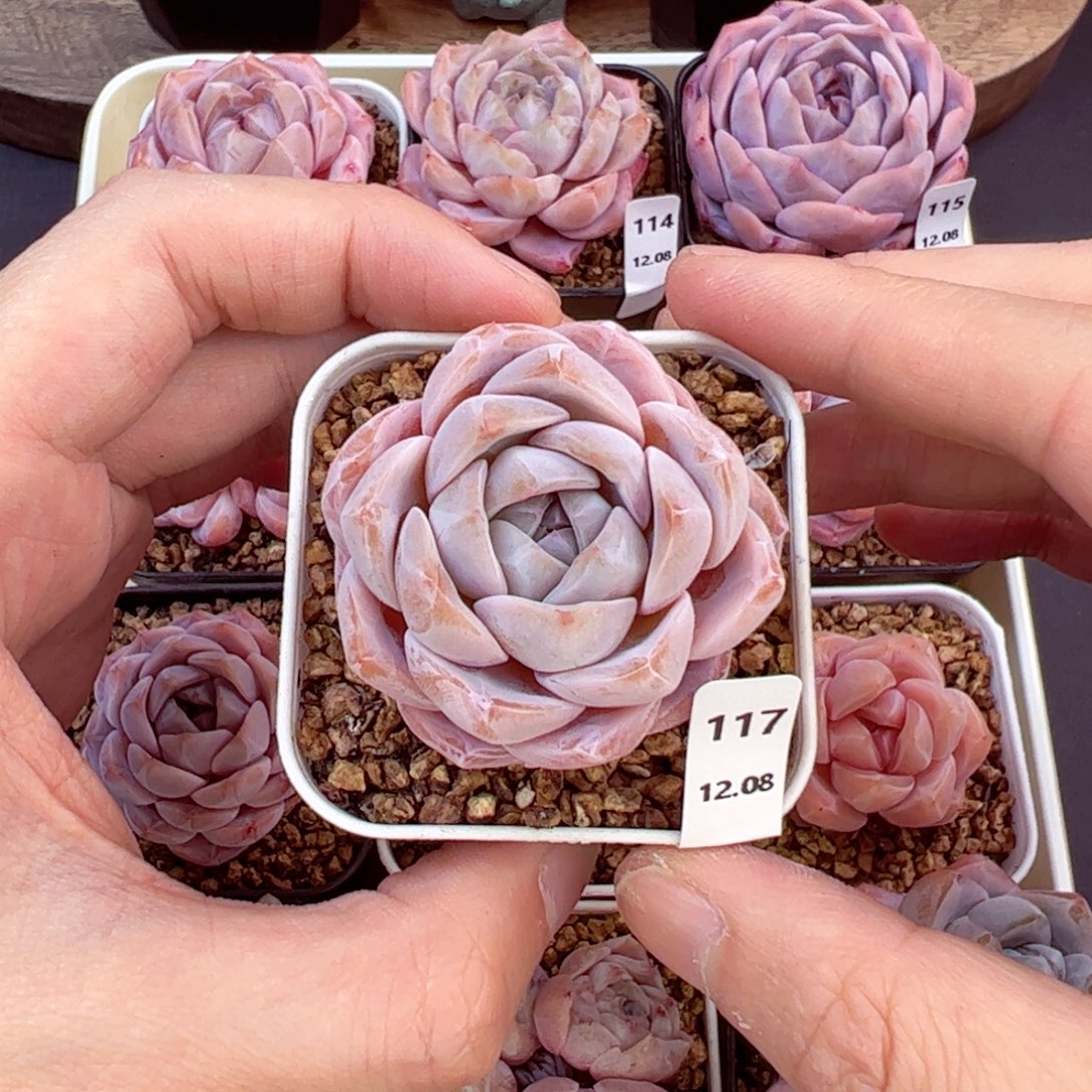 好好看117、哈哈哈哈