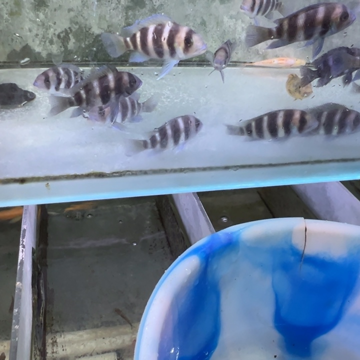 海水鱼三湖慈鲷，热带淡水鱼