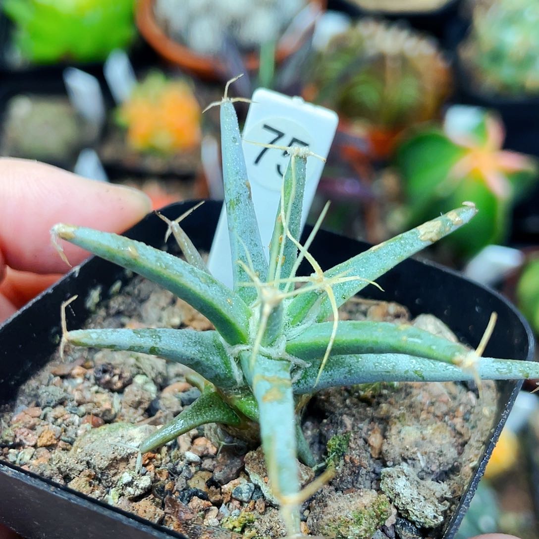 非偏远地区满25包邮仙人球