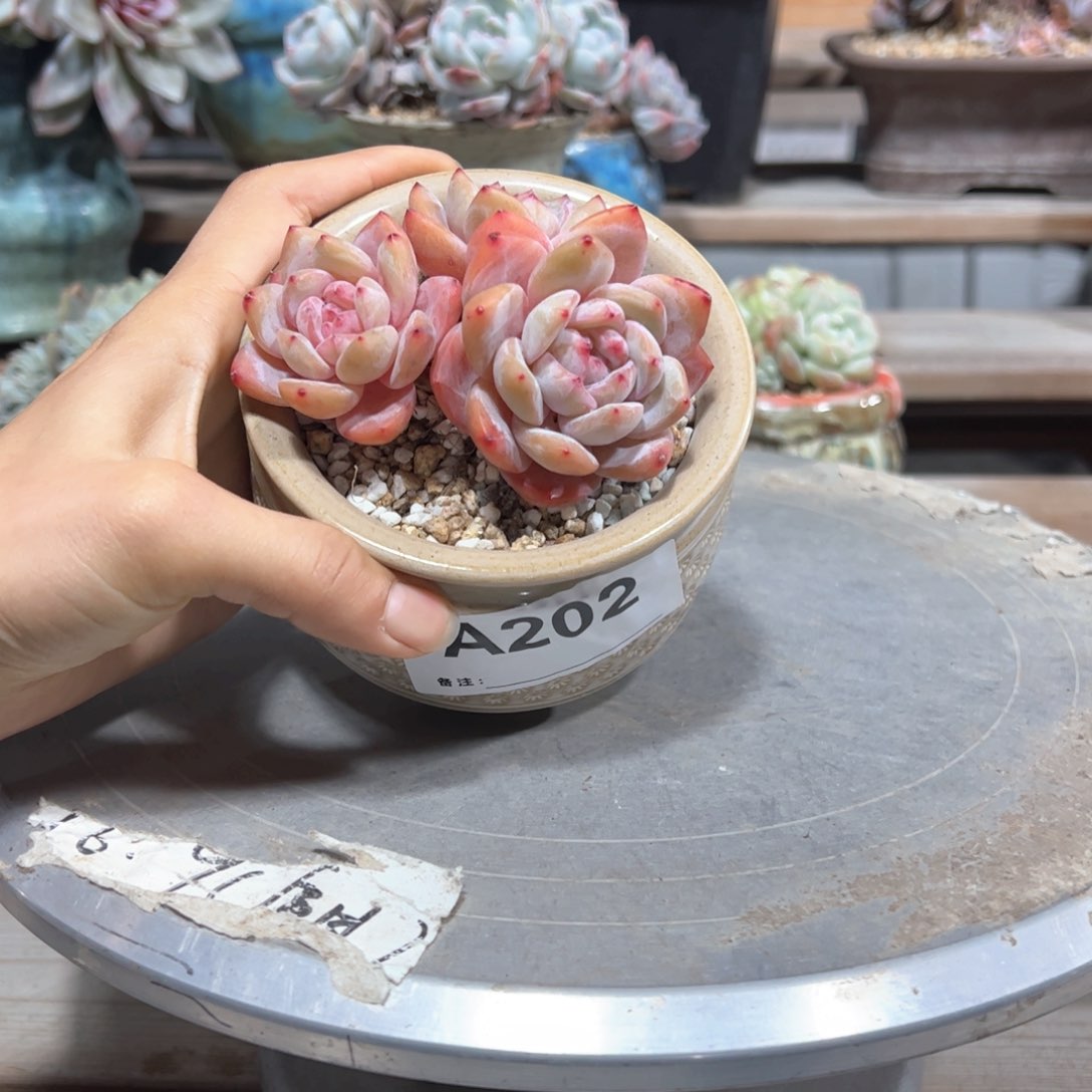 202开播福利三头雪天使