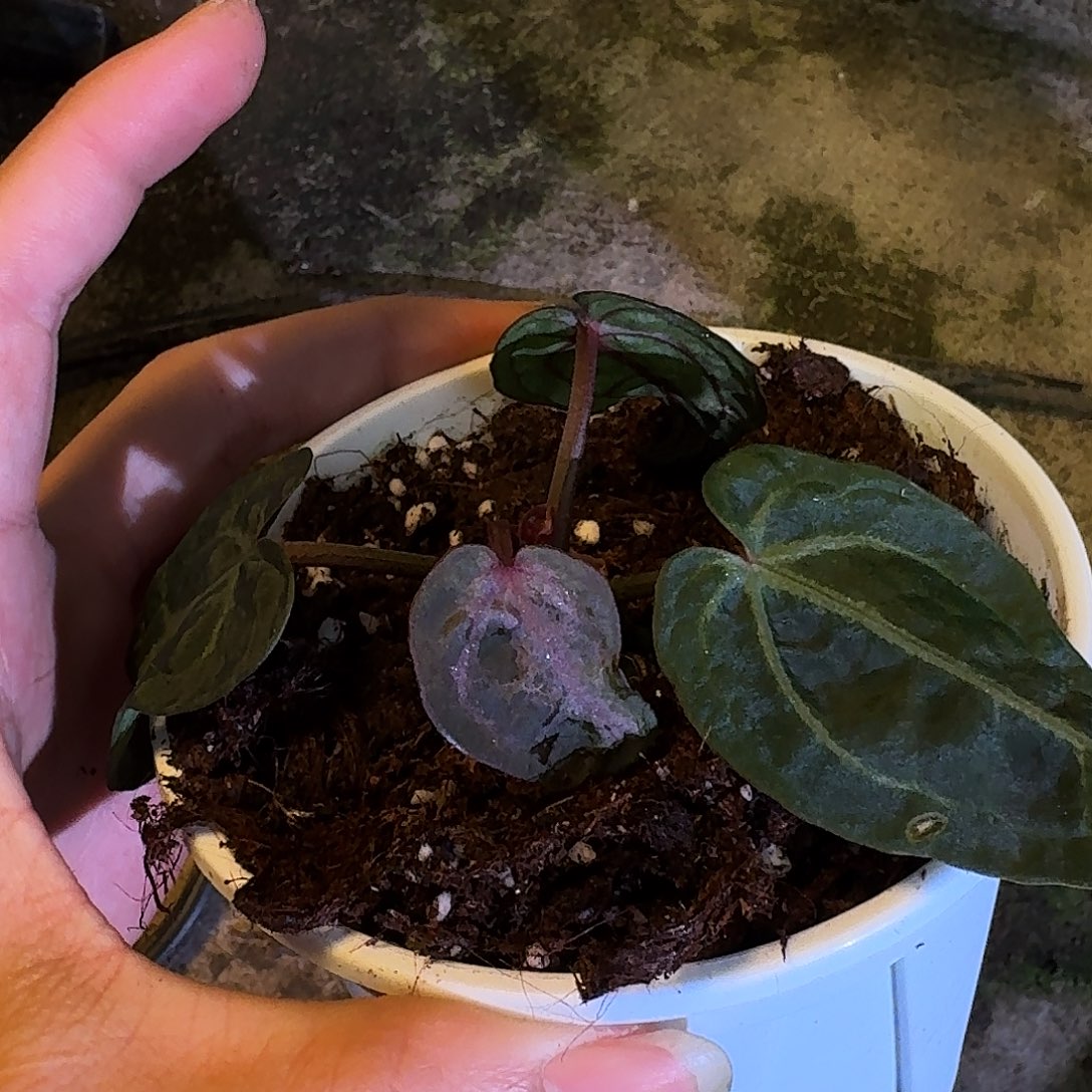 H***不开花植物石个体E114