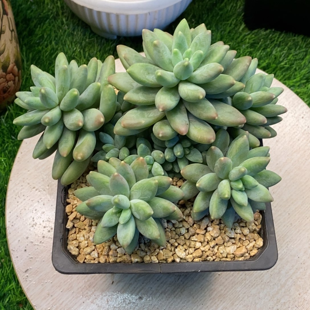 啊帝斯托综合链接