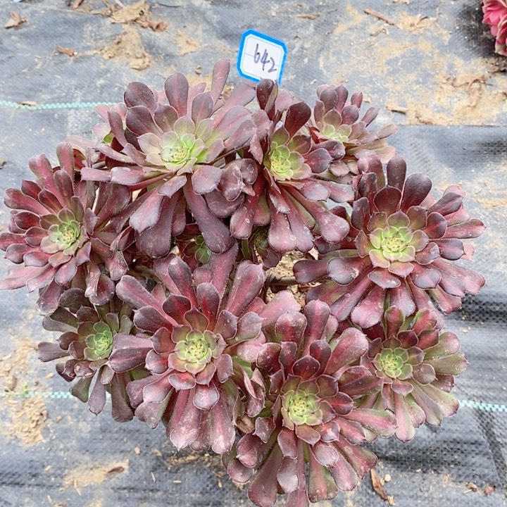 642红铜壶中斑多肉